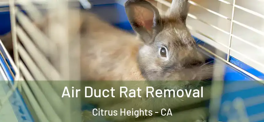 Air Duct Rat Removal Citrus Heights - CA