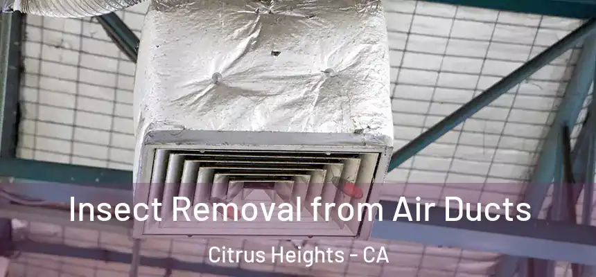 Insect Removal from Air Ducts Citrus Heights - CA